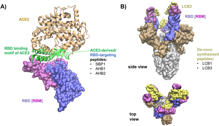 Peptides-targeting-the-SARS-CoV-2-S-protein-and-interfering-with-ACE2-binding-A-The-S.jpg