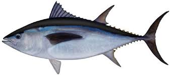 Southern bluefin tuna (Thunnus maccoyii).jpeg
