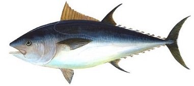 Northern bluefin tuna (Thunnus thynnus and Thunnus orientalis)fis_com(1).jpg