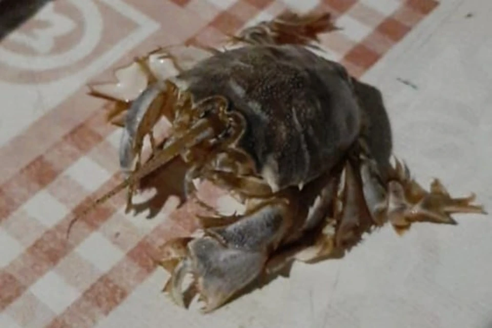 кп.png